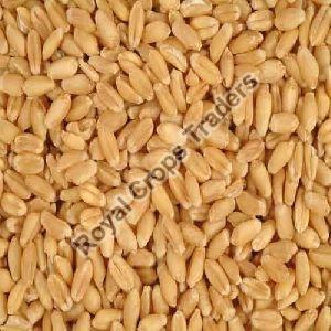 Wheat Seeds