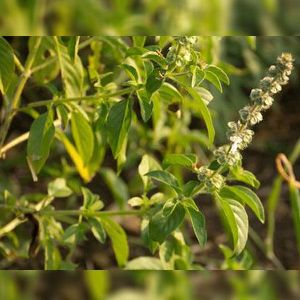 Dried Lemon Tulsi Leaves