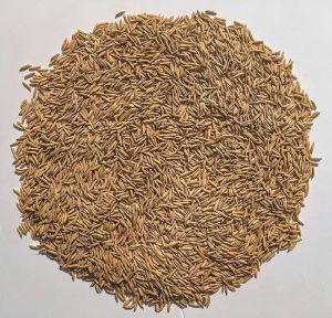 Paddy Sharbati Rice