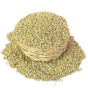 Pearl Millet Seeds