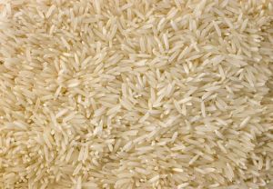 Type 3 Basmati Paddy Rice