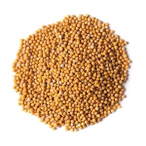 Yellow Mustard Seeds