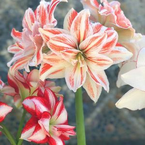 Amaryllis Double Mixed Flower Bulbs