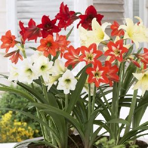 Amaryllis Lily Mix Flower Bulbs