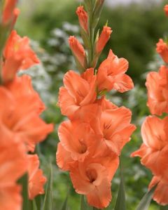 Gladiolus Orange Flower Bulbs