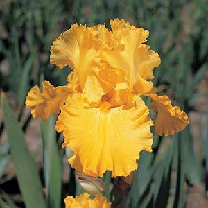 Iris Yellow Flower Bulbs