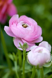 Ranunculus Pink Flower Bulb