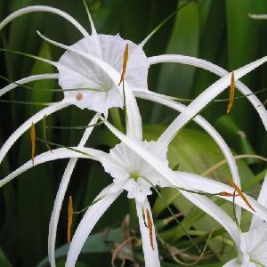 Spider Lily Flower Bulbs