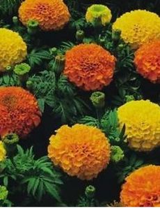 Marigold Jafri Flower Seeds