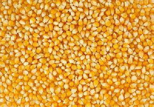 Yellow Corn Seeds