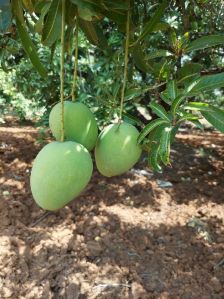 banganapalli mangoes