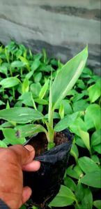 G 9 banana tissue culture Plant