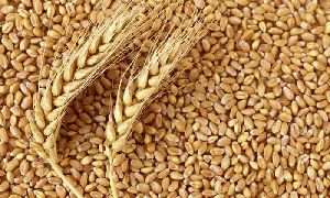 WHEAT SEEDS (ALL VARIETY)