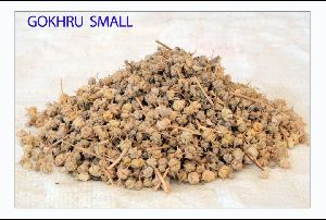 Gokhru Seeds