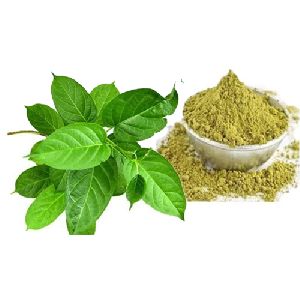 Gymnema Sylvestre Extract