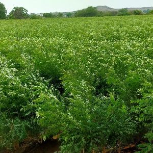 Fresh Curry Leaves