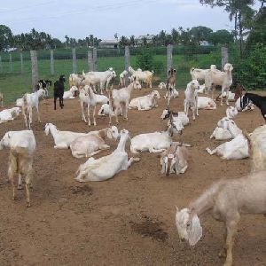 Goat Farming