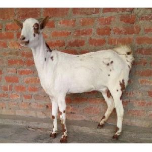 Live Female Barbari Goat