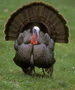 Live Turkey Bird