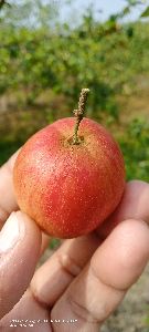 Ball Sundari Apple Ber