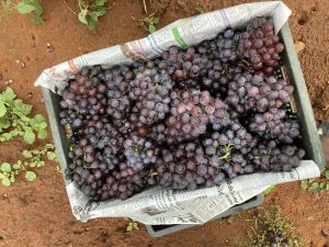 Black seed grapes