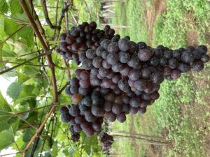 Sarath black grapes