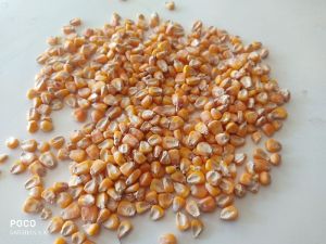 Maize Seeds