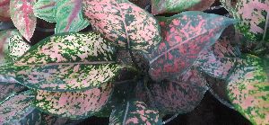 Aglaonema Plant