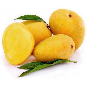 kesar mango