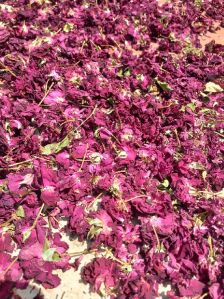 Dry Rose Petals