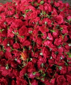 Kashmiri red rose