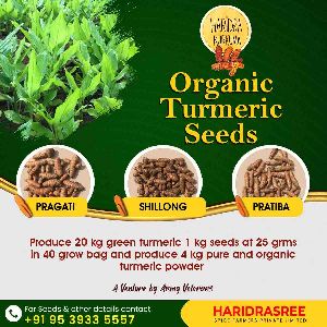 Turmeric Seed Prathibha