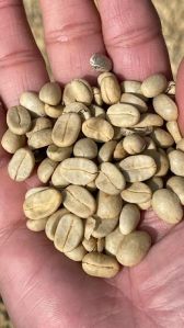 Arabica Coffee Beans