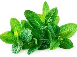 Fresh Mint Leaf