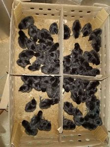 Z black Kadaknath Chicks