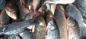 Rohu Fish Seeds