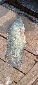 Tilapia Fish