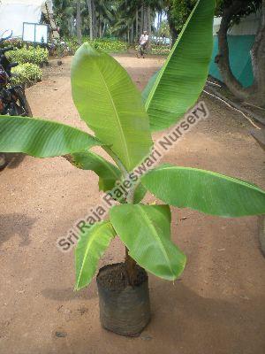Banana Plant