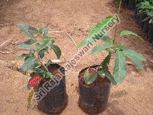 Combretum Coccineum Plant