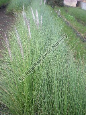 Fountain Grass Plant