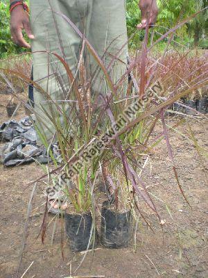 Fountain Grass Plant