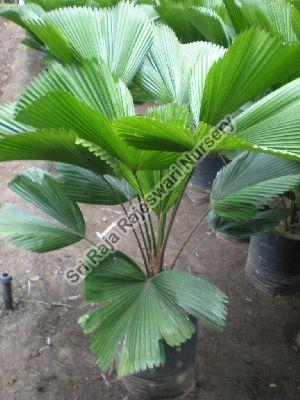 Grandis Palm Plant