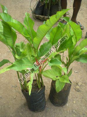 Heliconia Jamaica Plant