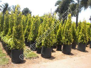 Sagebrush Plant