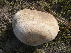 PPS-54 Bolder Pebble Stone