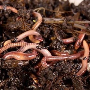 earthworm vermicompost