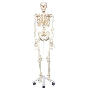 Human Skeleton