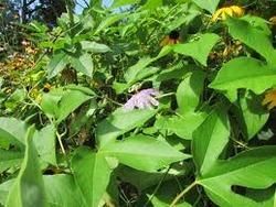 Passiflora Incarnata