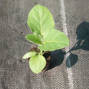 Brinjal Plant Seedling