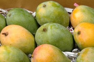 Ripened Fresh Mango